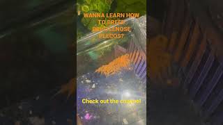 PLECO BREEDING HOW TO [upl. by Teryl]