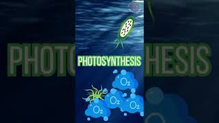 Peran Penting Phytoplankton phytoplankton microalgae reeftank shortvideo shorts short [upl. by Eelac112]