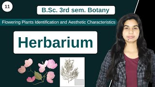 Herbarium  B Sc 3rd sem Botany [upl. by Canfield272]