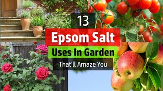 Epsom salt पौधे के लिए अमृत है।कब कैसे और कौन से पौधे में डालना चाहिए Details instructions of use [upl. by Ettelocin283]