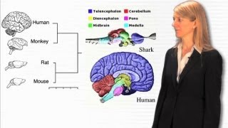 Overview of Genes and Behavior  Cori Bargmann RockefellerHHMI [upl. by Aniuqal]