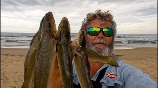 How to Catch BIG Whiting off ANY BEACH  Baits Rigg and Location ft Whiting and Bream [upl. by Ahseki]