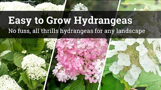 Easy to Grow Hydrangeas  No Fuss All Thrills Hydrangeas For Any Landscape 🌸 [upl. by Narmis]