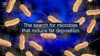 Finding fatfighting microbes in the gut microbiome of Lulai black pigs [upl. by Malca]