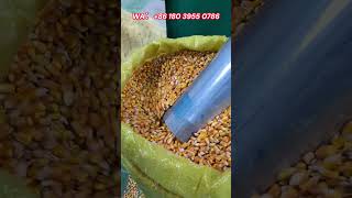 Selfpriming grinder crushing grains corn etc optional mesh size [upl. by Aivatal]