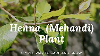 Simple Way To Care And Grow Henna Plant Henna Plant  Mehandi Plant  lawsonia inermis  Mehandi [upl. by Baiel381]