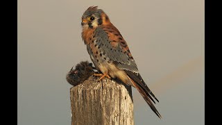 One of my Favorite Wildlife Refuge Merced National Wildlife Refuge [upl. by Annoda]