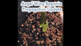 Angel Wing Begonia Propagation Experiment  We have growth [upl. by Aleik570]