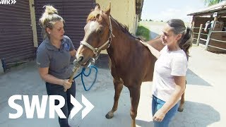 Eine Katze ein Westernpferd und vier Küken  SWR Tierarztgeschichten [upl. by Yhtamit392]