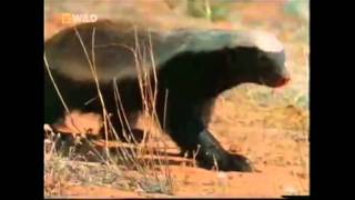 The Crazy Nastyass Honey Badger original narration by Randall [upl. by Janela735]