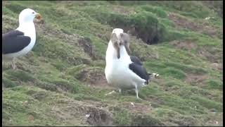 Seagull eats rat and rabbit [upl. by Onairda548]