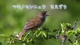 小鳥の囀り マキノセンニュウ 鳴き声 Lanceolated Warbler [upl. by Ecined690]