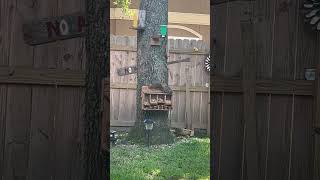 Fat Gus say The Nut Bar is Mine All Mine shorts squirrelfeeder vanhalen naturelovers nuts [upl. by Hammond544]