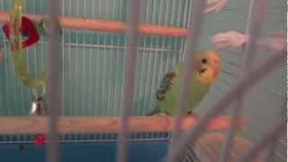 Two Happy Parakeets Chirping [upl. by Nwahsauq]