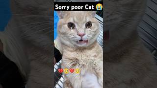 BROKE MY HEART 💔💔😭😭ll Eye Surgery 🥀🥀💞cat catlover kitten sad shorts [upl. by Nylireg384]