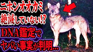 【最新情報】ニホンオオカミは絶滅していない！？残留物をDNA鑑定した結果…ヤバい事実が判明！？カメラが捉えたニホンオオカミの正体とは【ゆっくり解説】【絶滅生物】 [upl. by Sayce]