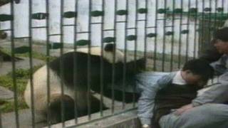 ARCHIVE CLASSIC Angry panda attacks man and steals his jacket [upl. by Lehteb939]