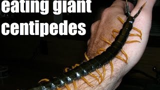 Eating China Raw Giant Centipedes [upl. by Nomrej860]