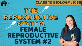 The Reproductive System Class 10 ICSE Biology Chapter 13  Selina  Female Reproductive System 2 [upl. by Gingras411]