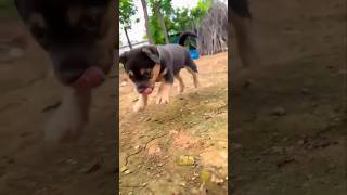 Pyara p🥰ppy puppy doglover pets cute dogviralshorts [upl. by Gratia]