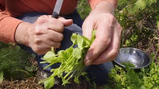 Identifying and Harvesting Chickweed [upl. by Aivekahs]