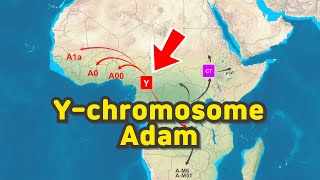 Migration path of Ychromosome Adam [upl. by Hareemas840]