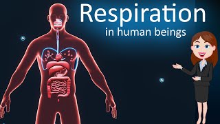 Respiration Life Process 3d animated explanation 10th class  Science [upl. by Anual]