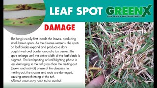 GreenX Lawn Care Explains Leaf Spot Disease And How It Can Damage Your Lawn [upl. by Silevi]