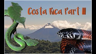 Costa Rica Herping  Birding Part 3  Monteverde Cloud Forest [upl. by Atteniuq]