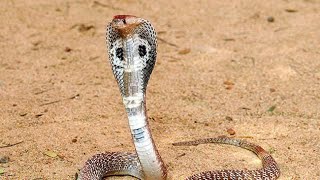 बच्चे देने वाला सांपviviparous snakesnake poisonoussnakes watersnake सांप वाला वीडियो [upl. by Shanly883]