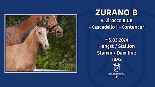 Foal AuctionFalsterbo Horse Show  Nr 10 Zurano B [upl. by Swirsky694]