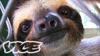 ナマケモノの赤ちゃん！  Baby Sloth Sanctuary [upl. by Lole]