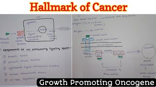 Hallmark of Cancer 14  Growth Promoting Oncogene  Neoplasia [upl. by Tucky]