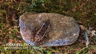 Meet The Pickerel Frog [upl. by Kimberly459]