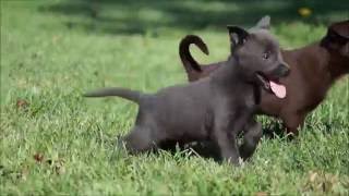 Australian Kelpie Puppies [upl. by Roede]