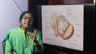 Lecture On Ventricles Of The Brain [upl. by Nella]