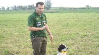 SETTER INGLESE  addestramento  allenamento ENGLISH SETTER TRAINING [upl. by Ennoitna716]