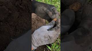 SCORED 3 Silver Coins in One Hole metaldetecting [upl. by Nee]