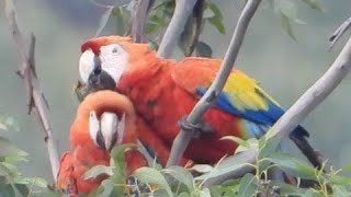 GUACAMAYAS 🦜 LIBRES EN MEDELLÍN COLOMBIA 🦜 [upl. by Auahsoj]