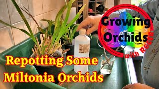 Repotting 3 Orchids in the Oncidium Alliance [upl. by Doane]