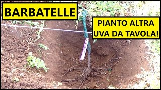 Ho piantato altre BARBATELLE di vite nellorto con il METODO TRADIZIONALE  Tutorial Agricoltura [upl. by Razec]