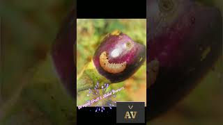 Brinjal Fruit amp Shoot Borers shortvideo insecticide virulshorts agriculture farming brinjal [upl. by Frazer]