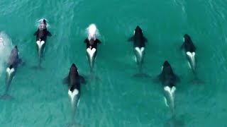 Orca released from captivity thrives in the wild  Behind the Scenes of Frozen Planet II  BBC Earth [upl. by Kipper]