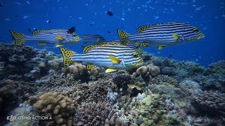 Maldives  freediving Embudu Village [upl. by Esil]