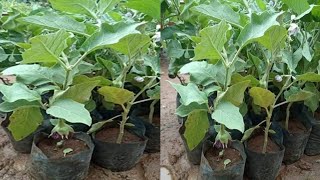 How to Grow Brinjal Plant [upl. by Aynnek]