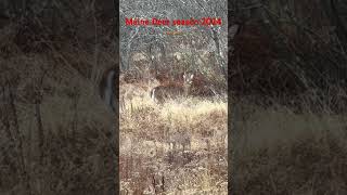 Maine deer season 2024 nature maineoutdoors hunting maine deerhunting whitetail [upl. by Olsewski453]