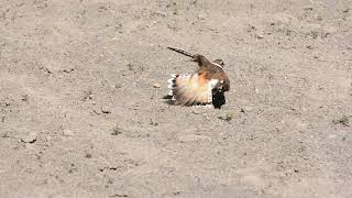 Killdeer broken wing act [upl. by Bowen]