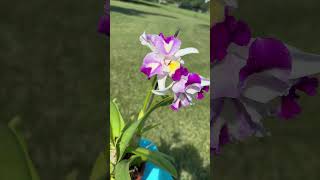 Orchid Bloom Spotlight orchid plants orchidcollection garden melissalovesorchids [upl. by Dibbrun]