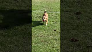 pocky is happy chasing ball every single day 😆 corgi [upl. by Renie]