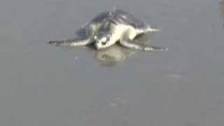 Kemps Ridley Sea Turtle Release [upl. by Loughlin]